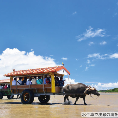 NEW_由布島水牛②