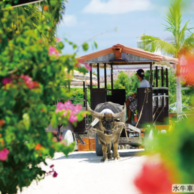 NEW_竹富島水牛車②