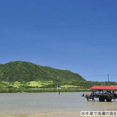 NEW_由布島水牛⑥