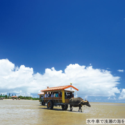 NEW_由布島水牛①
