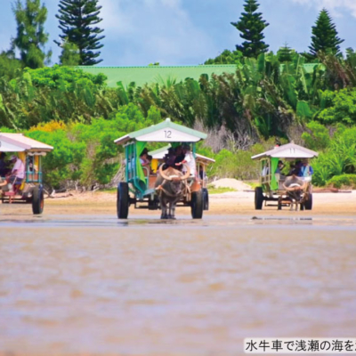 NEW_由布島水牛⑨