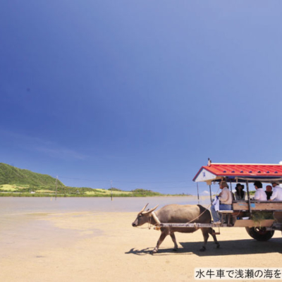 NEW_由布島水牛⑤