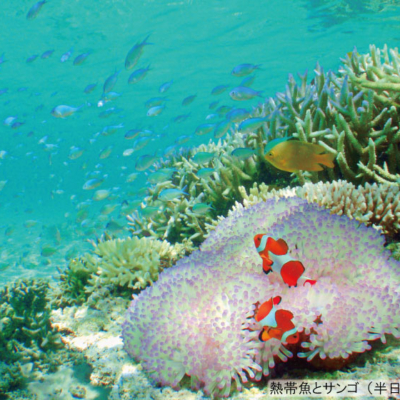 NEW_体験ダイビング④