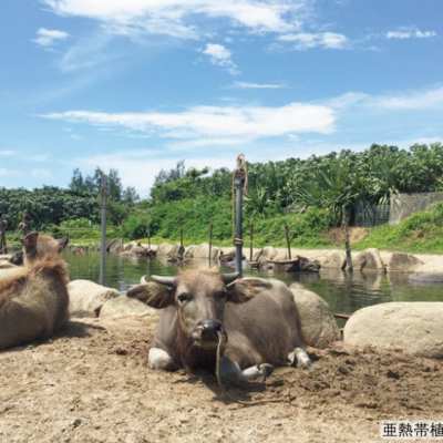 NEW_由布島園内③