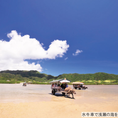 NEW_由布島水牛④