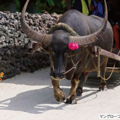 竹富島水牛車_251026